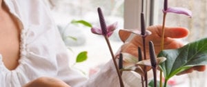 A woman stands by a window, holding a bouquet of purple flowers, contemplating the benefits of houseplants for asthma relief.